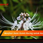 Manfaat Daun Kumis Kucing untuk Asam Lambung (2)