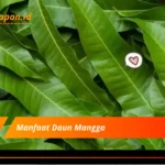 Manfaat Daun Mangga