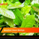 Manfaat Daun Melinjo