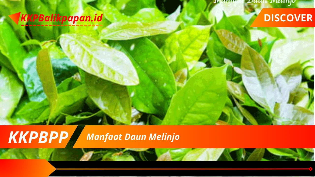 Manfaat Daun Melinjo