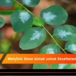 Manfaat Daun Katuk untuk Kesehatan