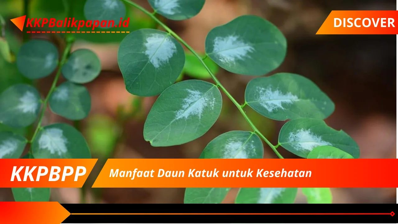 Manfaat Daun Katuk untuk Kesehatan