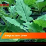 Manfaat Daun Dewa