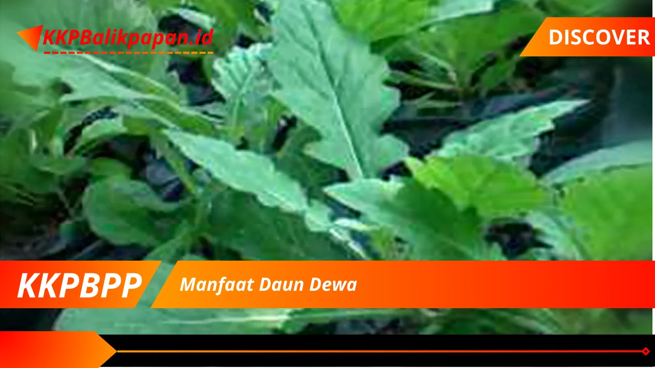 Manfaat Daun Dewa