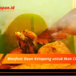 Manfaat Daun Ketapang untuk Ikan Cupang