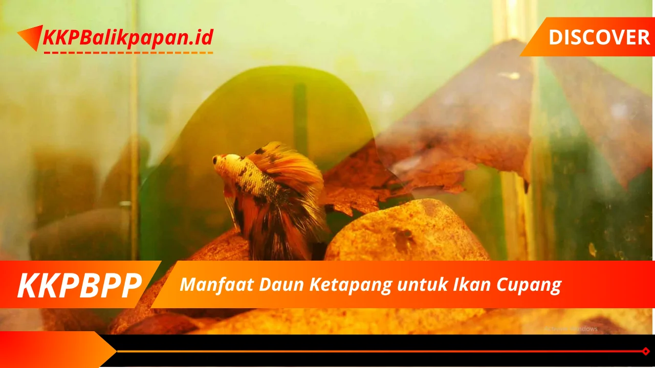 Manfaat Daun Ketapang untuk Ikan Cupang