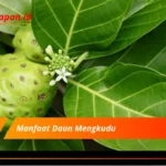 Manfaat Daun Mengkudu