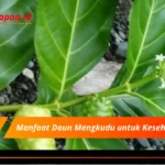 Manfaat Daun Mengkudu untuk Kesehatan