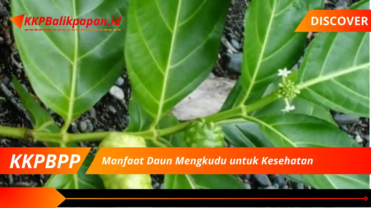 Manfaat Daun Mengkudu untuk Kesehatan