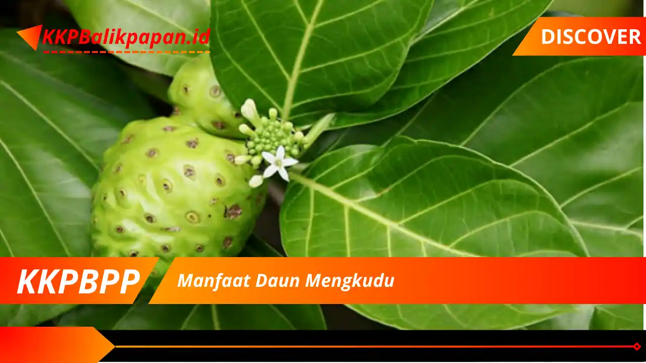 Manfaat Daun Mengkudu