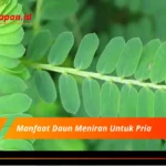 Manfaat Daun Meniran Untuk Pria