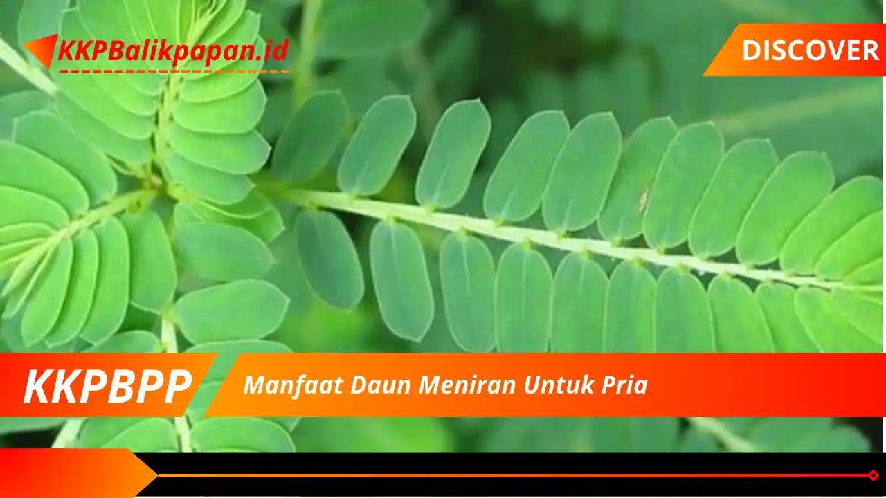 Manfaat Daun Meniran Untuk Pria