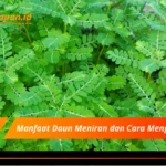 Manfaat Daun Meniran dan Cara Mengolahnya