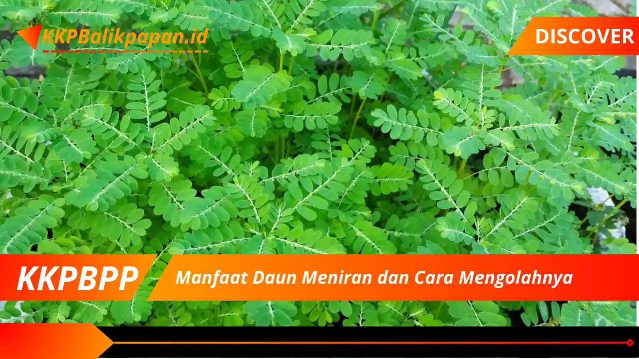 Manfaat Daun Meniran dan Cara Mengolahnya