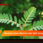 Manfaat Daun Meniran dan Efek Sampingnya