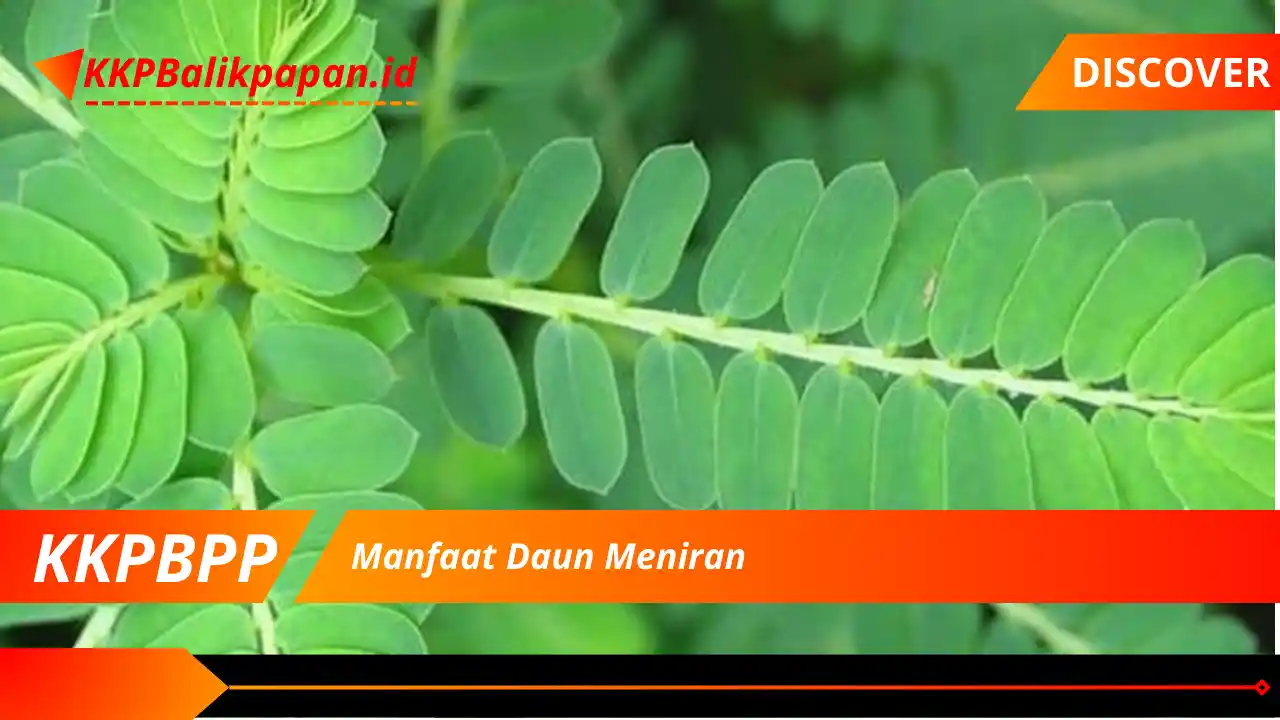 Manfaat Daun Meniran