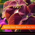 Manfaat Daun Miana untuk Paru Paru