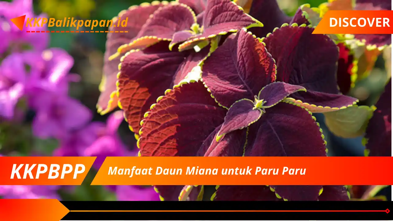 Manfaat Daun Miana untuk Paru Paru