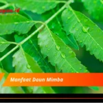 Manfaat Daun Mimba