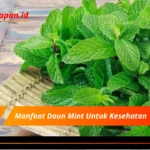 Manfaat Daun Mint Untuk Kesehatan