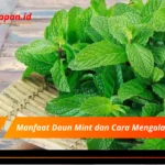 Manfaat Daun Mint dan Cara Mengolahnya