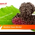 Manfaat Daun Murbei