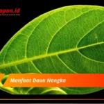 Manfaat Daun Nangka