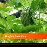 Manfaat Daun Pare