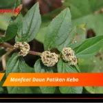 Manfaat Daun Patikan Kebo