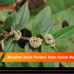 Manfaat Daun Patikan Kebo Untuk Mata