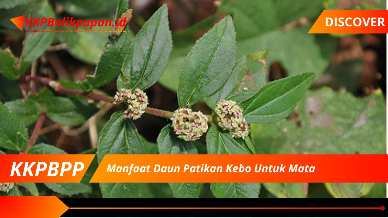 Manfaat Daun Patikan Kebo Untuk Mata