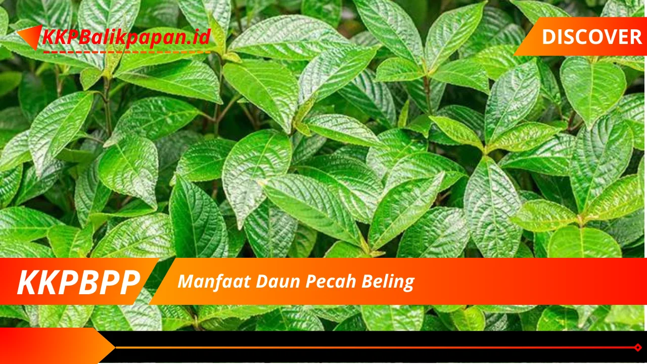 Manfaat Daun Pecah Beling