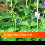 Manfaat Daun Pecut Kuda