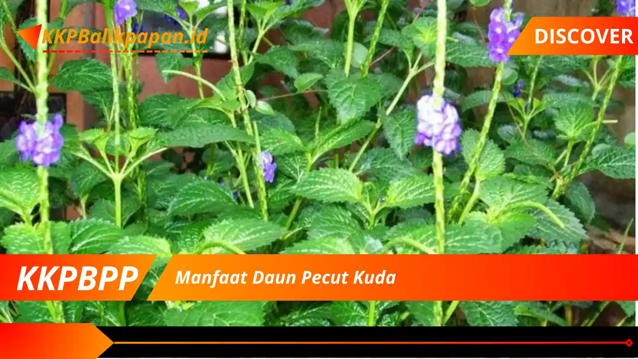 Manfaat Daun Pecut Kuda