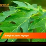 Manfaat Daun Pepaya