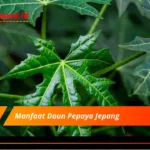 Manfaat Daun Pepaya Jepang