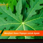 Manfaat Daun Pepaya untuk Ayam