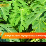 Manfaat Daun Pepaya untuk Lambung (2)