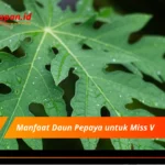 Manfaat Daun Pepaya untuk Miss V