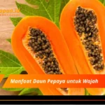 Manfaat Daun Pepaya untuk Wajah