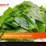 Manfaat Daun Poh Pohan