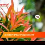 Manfaat Daun Pucuk Merah