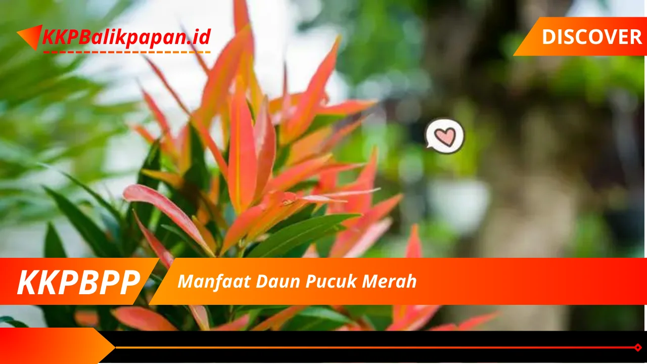 Manfaat Daun Pucuk Merah