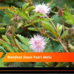 Manfaat Daun Putri Malu