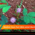 Manfaat Daun Putri Malu untuk Wanita