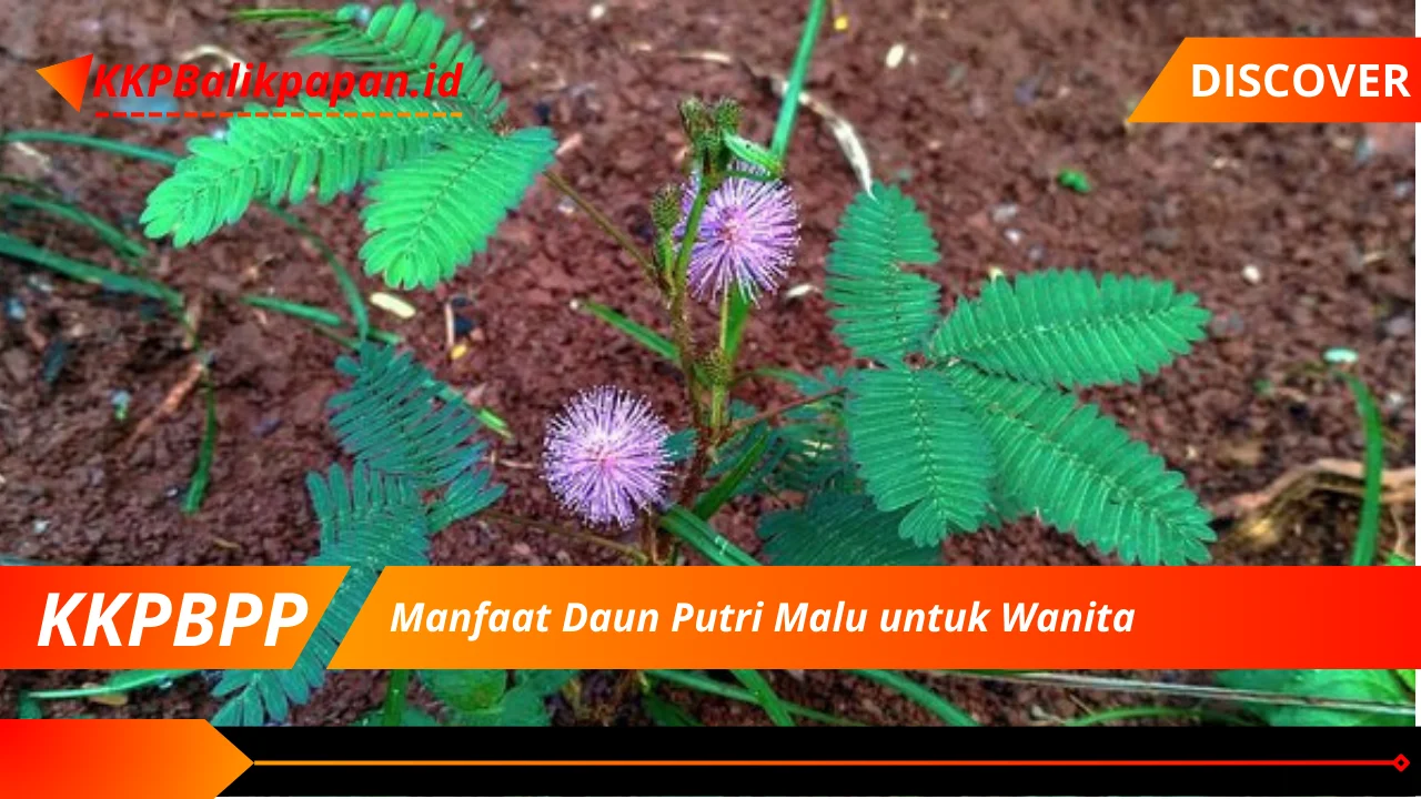 Manfaat Daun Putri Malu untuk Wanita