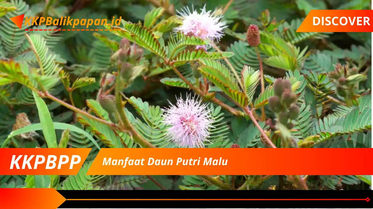 Manfaat Daun Putri Malu