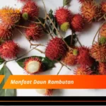 Manfaat Daun Rambutan