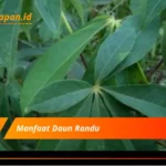 Manfaat Daun Randu