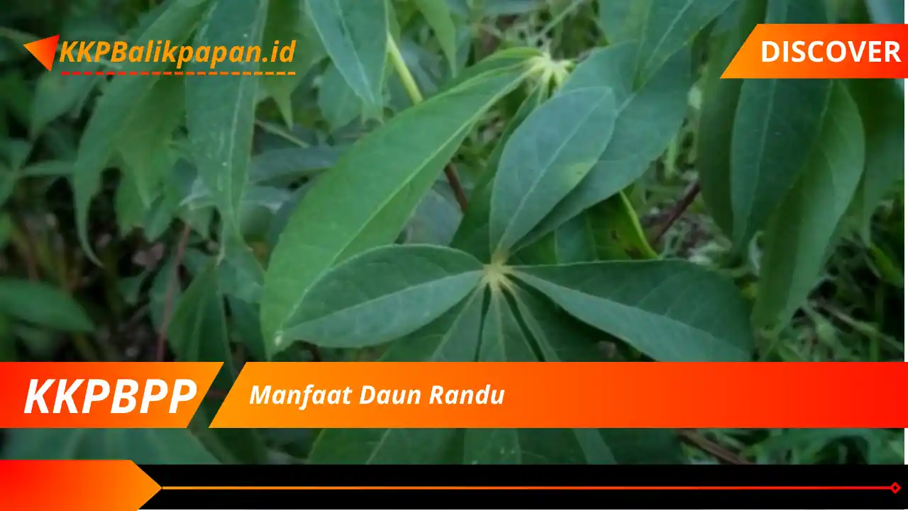 Manfaat Daun Randu